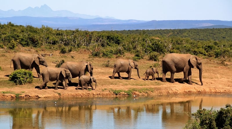 Safari Parks