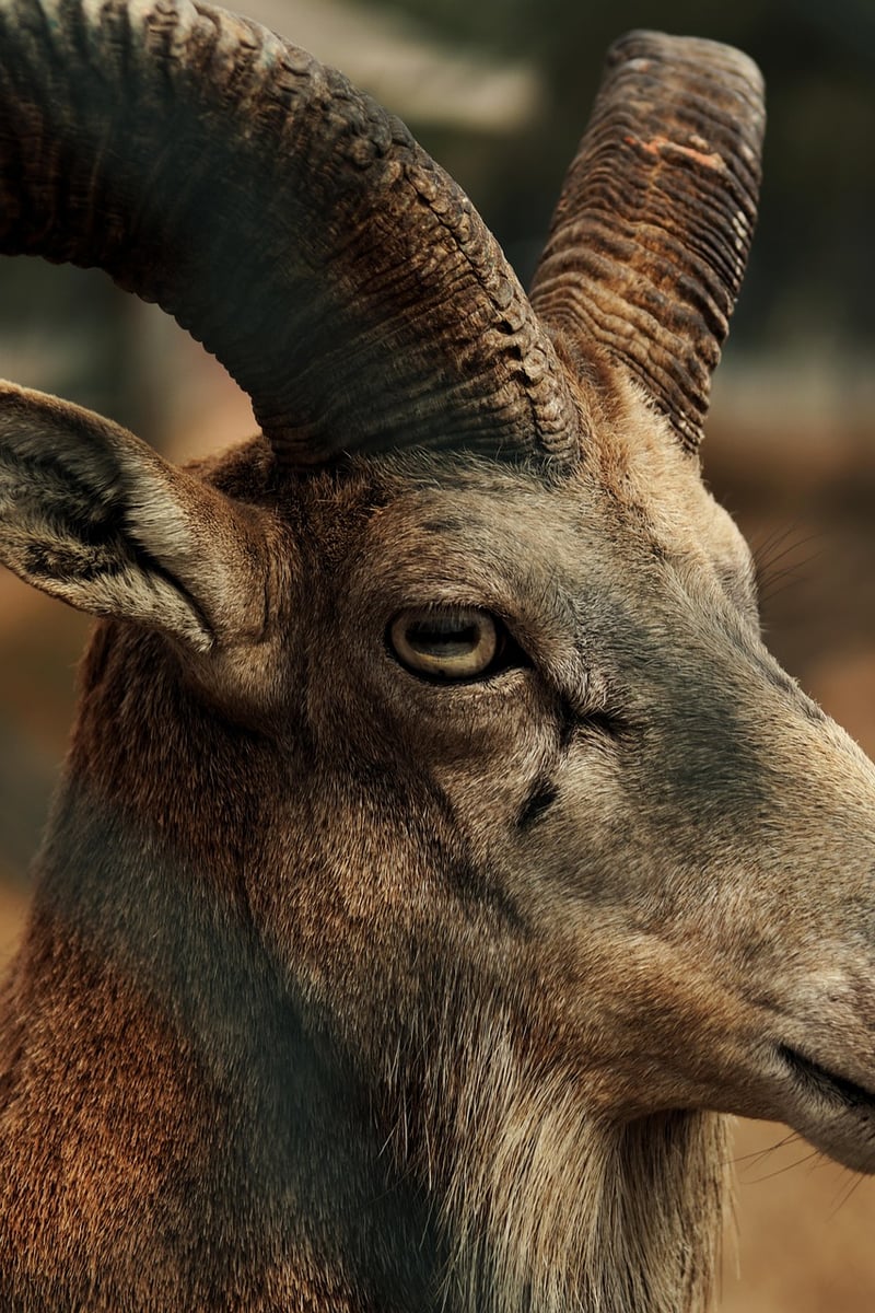 Wildlife Awareness